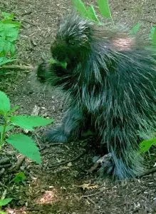 Porcupine on Newport Park trail by Nick Wilder.jpeg