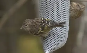 Pine-Siskins-1602331954.478.jpg