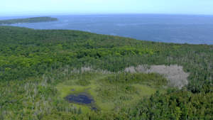 Coffey Swamp Coffey Swamp