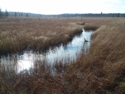 Poor Fen - Michigan Natural Features Inventory