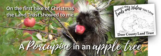 porcupinethumb-dayone