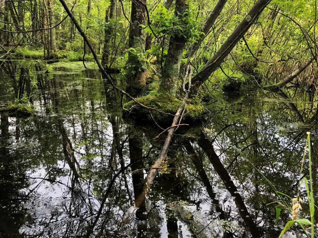 Gibralter Ephraim Swamp State Natural Area by Cinnamon Rossman