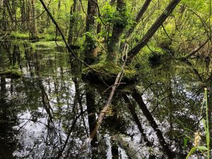 Gibralter Ephraim Swamp State Natural Area by Cinnamon Rossman Gibralter Ephraim Swamp State Natural Area by Cinnamon Rossman