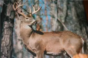 White_Tail_Buck_Keystone_beauty_-_panoramio.jpg