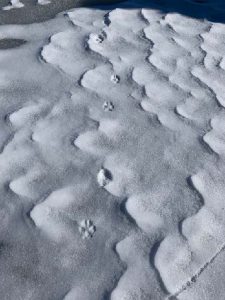 2021 Winter tracking email_Page_01_Image_0001 2021 Winter tracking email_Page_01_Image_0001