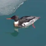 Common merganser.jpg