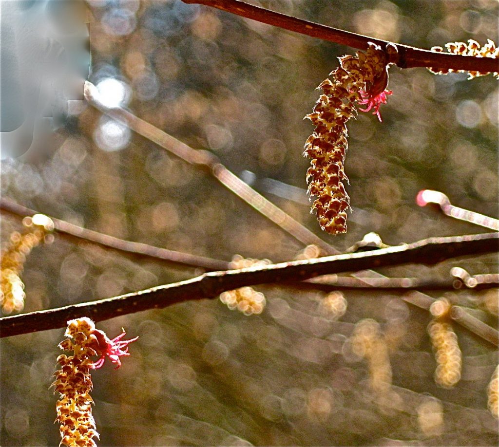 Hazelnut Flower by Dale Goodner