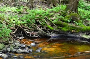 Kruswick 1 Site Visit 20170613 by J Schartner (38)adj Kruswick 1 Site Visit 20170613 by J Schartner (38)adj