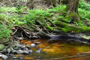 Kruswick 1 Site Visit 20170613 by J Schartner (38)adj Kruswick 1 Site Visit 20170613 by J Schartner (38)adj