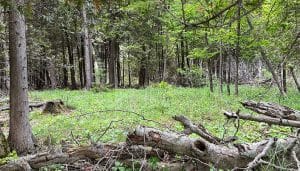 Nevins-property-web Nevins Property