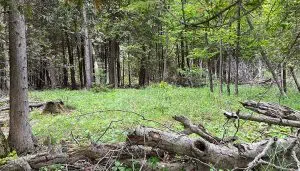 Nevins-property-web Nevins Property