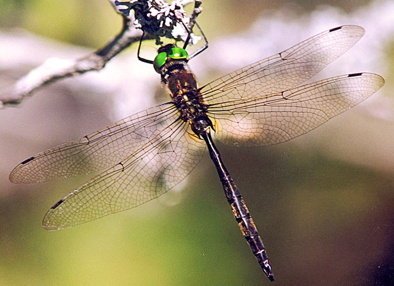 Dorsal-Male-Hines-Emerald-Dragonfly-by-Paul-Burton