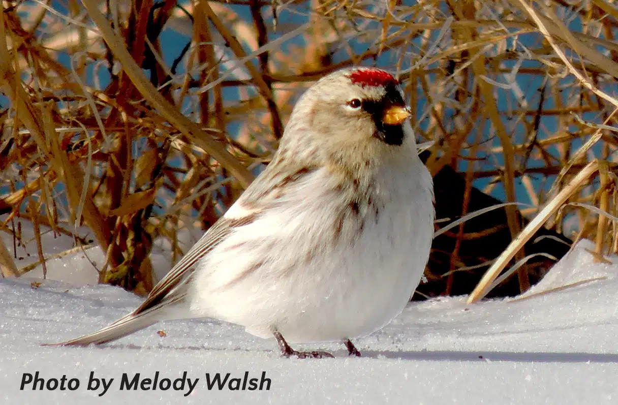 Hoary-Redpoll--Washington-Island-Melody-Walsh