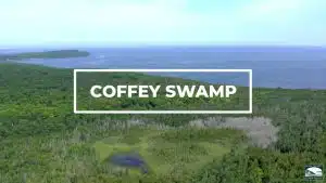 CoffeySwamp CoffeySwamp