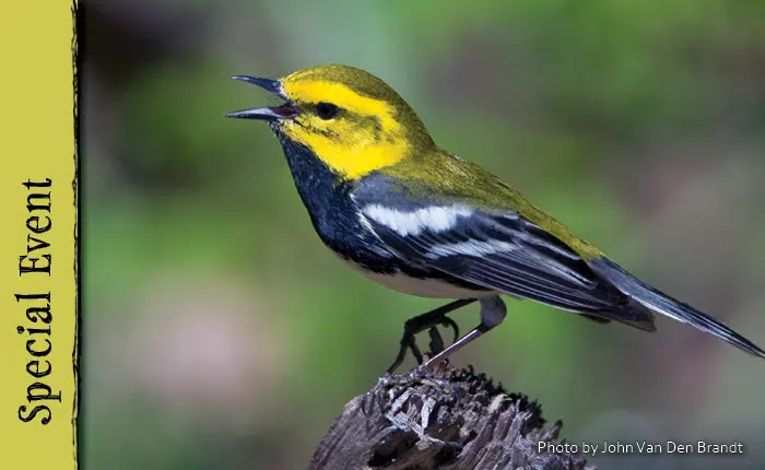 Warbler birding event