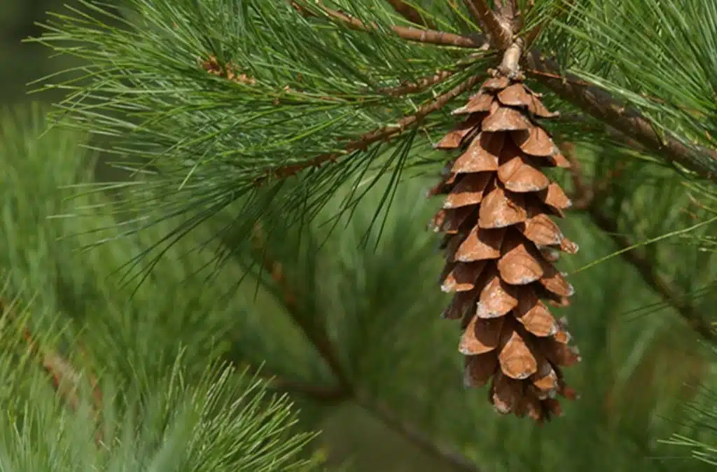 white pine