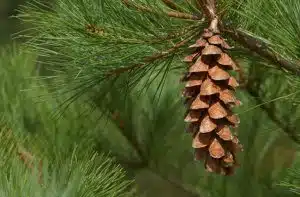 white pine white pine