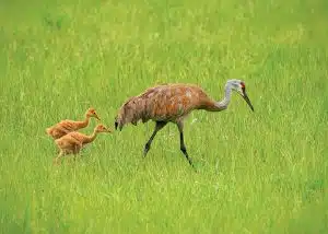 Sandhill Crane Sandhill Crane