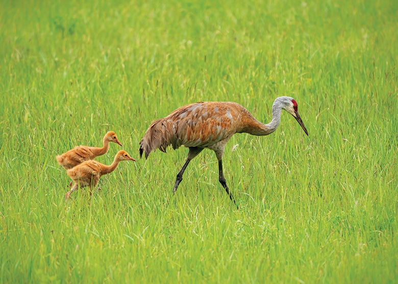 Sandhill Crane