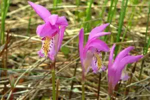 Dragon's mouth orchids.