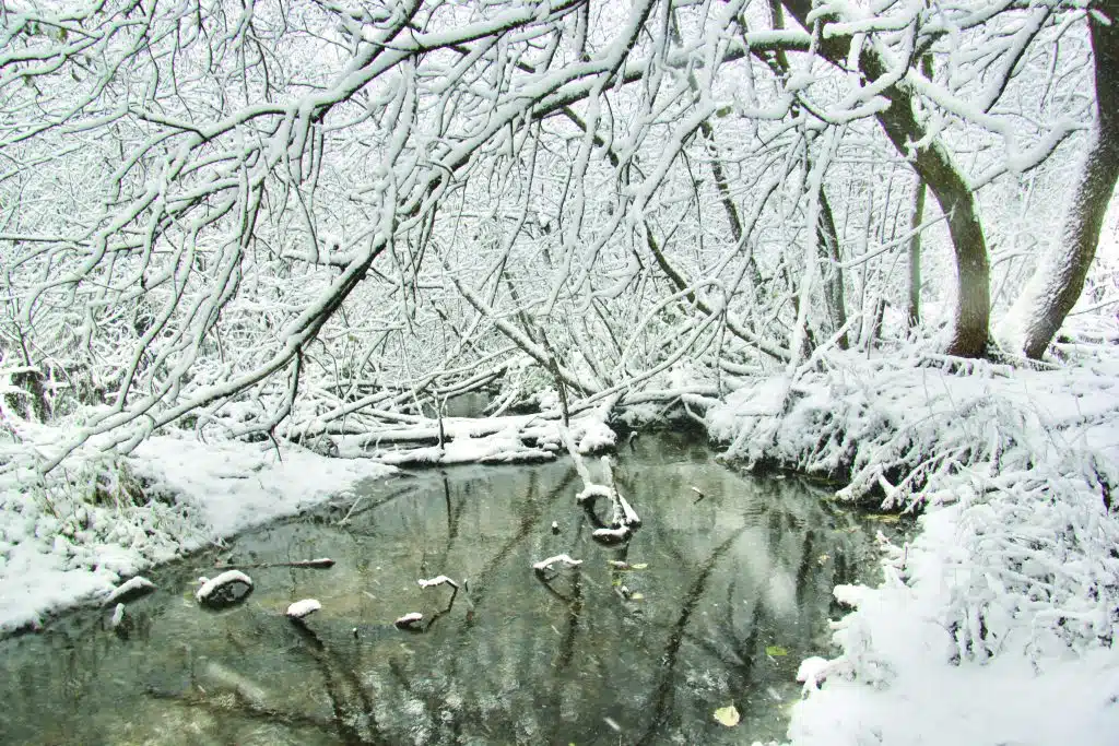 Bear Creek