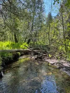 Bear Creek in summer. Photo by Carrie Ehrfurth.