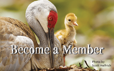 become a member become a member