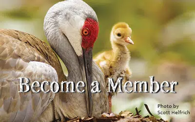 become a member