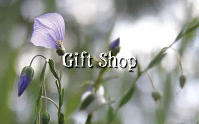 gift shop