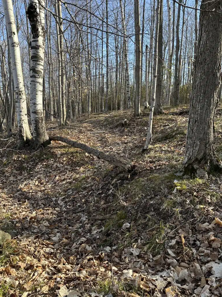 Image of forest at edge of Ingid Lawrenz's property which is recently purchased by Door County Land Trust.