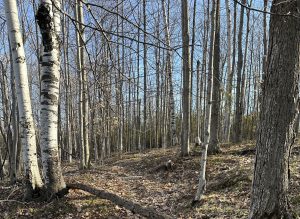 Image of forest at edge of Ingid Lawrenz's property which is recently purchased by Door County Land Trust.