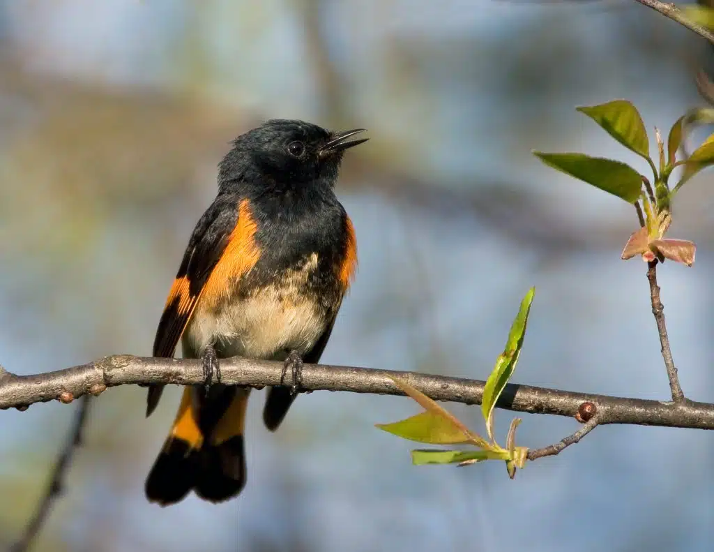 American-Redstart-John-Van-Den-Brandt