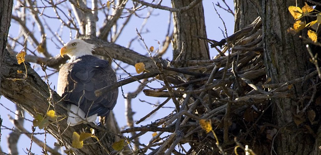 Eagle with Nest by Steve Hillebrand USFWS
