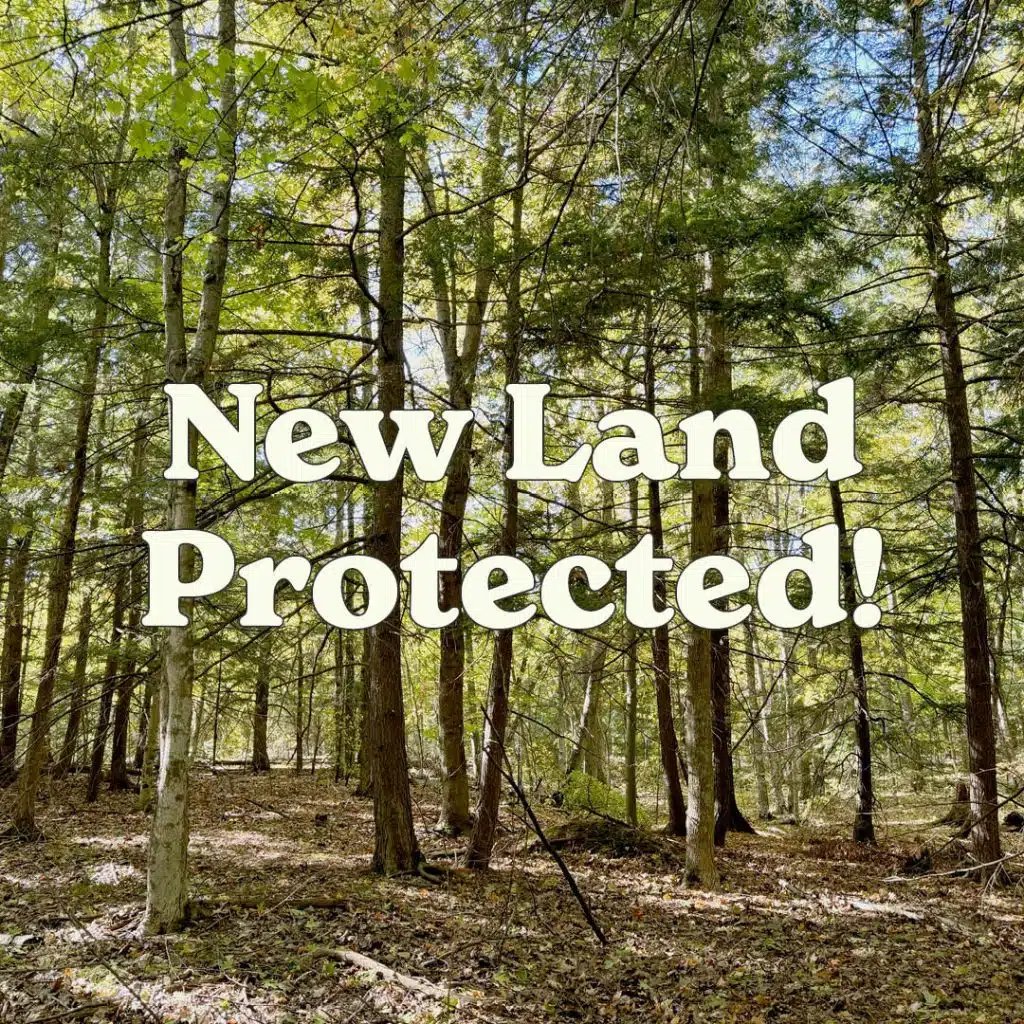 New Land Protected square Schmitz 2 CE