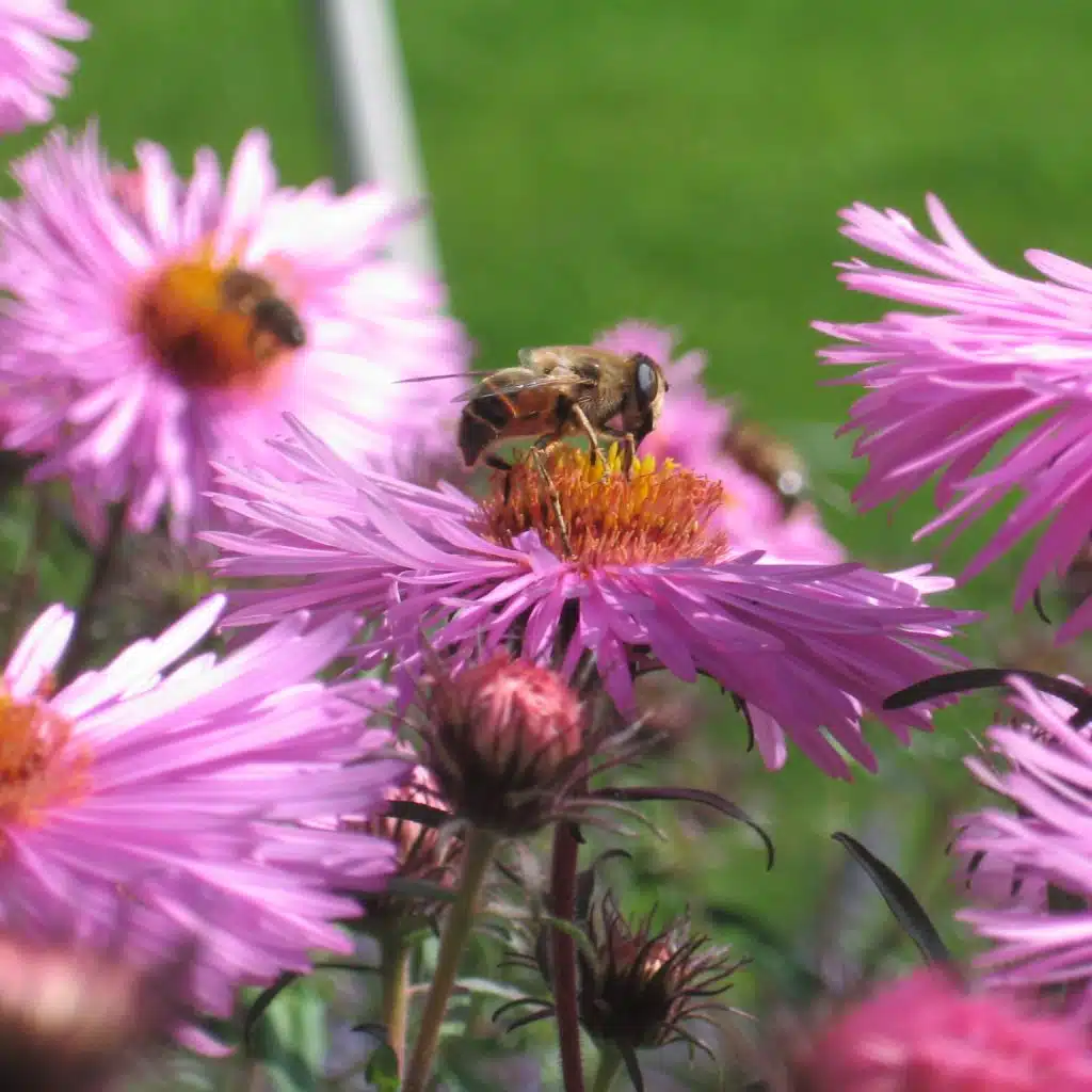 Aster and Bee square