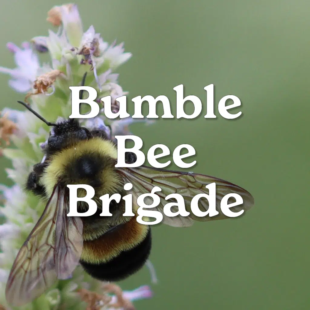 Bumble Bee Brigade