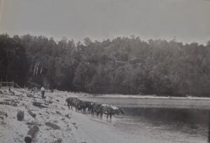 2-Pebble-Beach-Herman-Grasse-cows-1908
