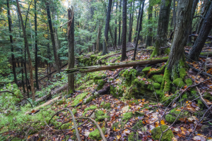 Lautenbach Woods<br> Nature Preserve 